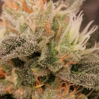 Elementz > Anesia Seeds | Feminized Marijuana   |  Indica