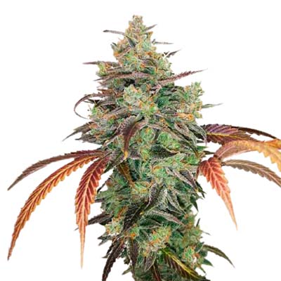 Elixir Vitae CBD > Medical Seeds | CBD cannabis seeds  |  Indica