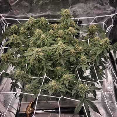 Epic Buzz > Anesia Seeds | Feminisierte Hanfsamen  |  Indica