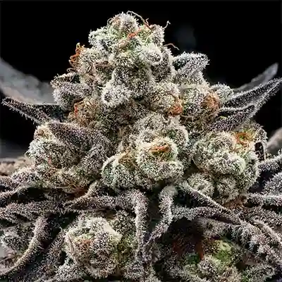 Epic Buzz > Anesia Seeds | Feminized Marijuana   |  Indica