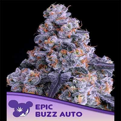 Epic Buzz Auto > Anesia Seeds | Semillas autoflorecientes  |  Índica