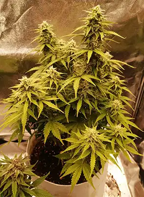 Fat Monkey Auto > Anesia Seeds | Autoflowering Hanfsamen  |  Sativa