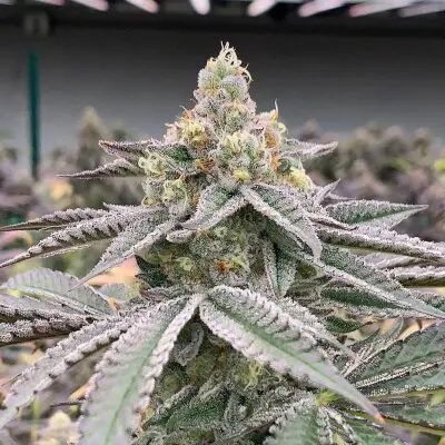 Fat Monkey Auto > Anesia Seeds | Graines Autofloraison  |  Sativa