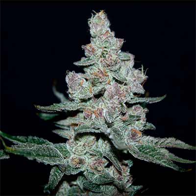 Fire\'n Ice > Elev8 Seeds | Feminized Marijuana   |  Sativa