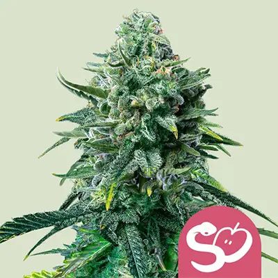 Forbidden Fruit > Royal Queen Seeds | Feminized Marijuana   |  Indica