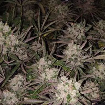 Foster > Anesia Seeds | Feminisierte Hanfsamen  |  Hybrid