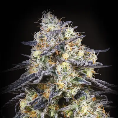 Foster > Anesia Seeds | Feminized Marijuana   |  Hybrid