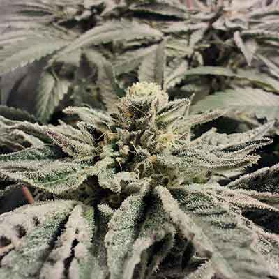 Fried Banana > Cookies Seedbank | Feminized Marijuana   |  Indica