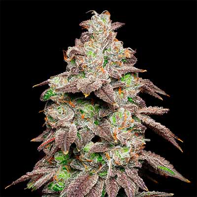 Fried Banana > Cookies Seedbank | Feminized Marijuana   |  Indica