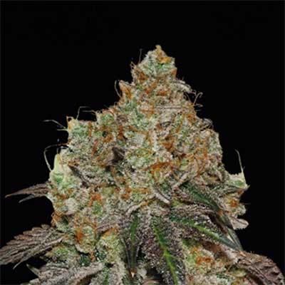 Frosty Tooth > Seed Stockers | Feminisierte Hanfsamen  |  Indica