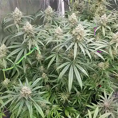 Frozen Black Cherry > Anesia Seeds | Graines Féminisées  |  Indica