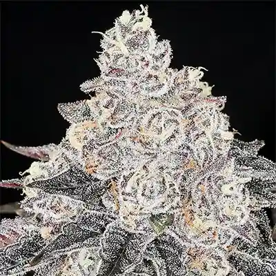 Frozen Black Cherry > Anesia Seeds | Feminized Marijuana   |  Indica