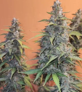 Frozen Black Cherry Auto > Anesia Seeds | Semillas autoflorecientes  |  Índica