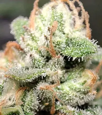 Frozen Black Cherry Auto > Anesia Seeds | Autoflowering Cannabis   |  Indica