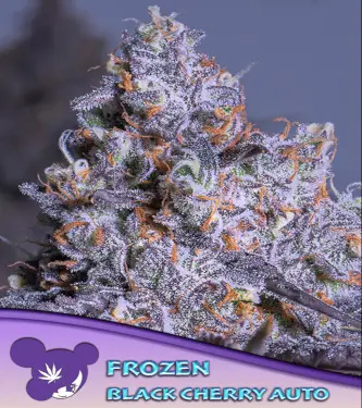 Frozen Black Cherry Auto > Anesia Seeds | Autoflowering Cannabis   |  Indica