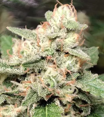 Frozen Black Cherry Auto > Anesia Seeds | Graines Autofloraison  |  Indica