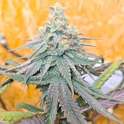 Frozen Rose > Conscious Genetics | Feminized Cannabis   |  Indica