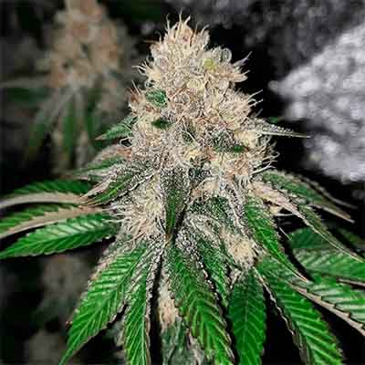 Frozen Rose > Conscious Genetics | Feminized Cannabis   |  Indica