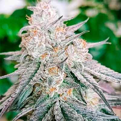 Frozen Rose > Conscious Genetics | Feminized Cannabis   |  Indica