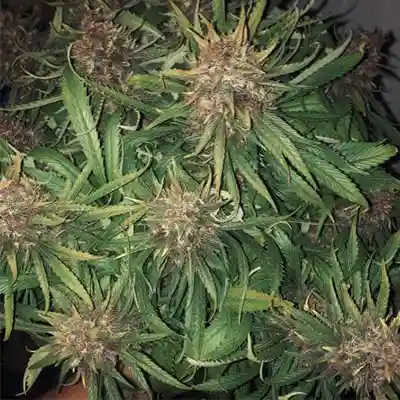 Future Island > Anesia Seeds | Semillas feminizadas  |  Sativa