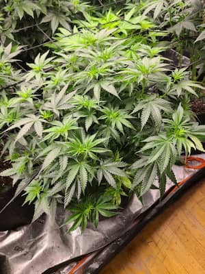 Future #1 > Anesia Seeds | Feminisierte Hanfsamen  |  Hybrid