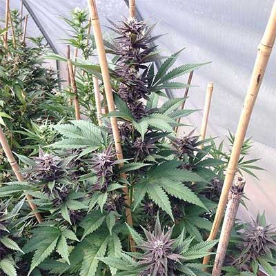 Gartenglück (F1 Fast Flowering) > Linda Seeds | Graines Féminisées  |  Hybride