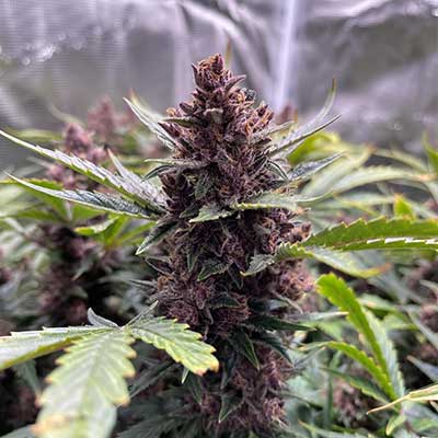 Gartenglück (F1 Fast Flowering) > Linda Seeds | Graines Féminisées  |  Hybride