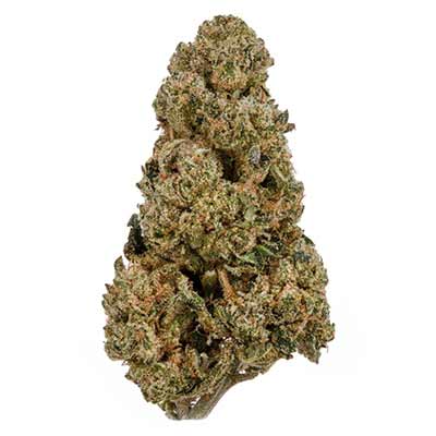 Gary Payton > Barney\'s Farm | Semillas feminizadas  |  Sativa