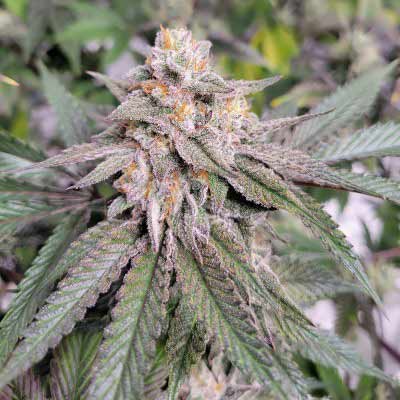 Gary Payton > Barney\'s Farm | Semillas feminizadas  |  Sativa