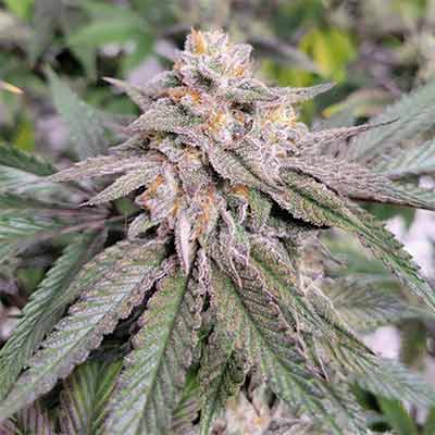 Gary Payton > Elev8 Seeds | Feminized Marijuana   |  Hybrid