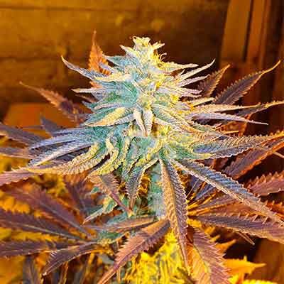 Gelato Kiss > Elev8 Seeds | Feminized Marijuana   |  Indica