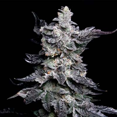 Gelatomo > Elev8 Seeds | Feminized Marijuana   |  Hybrid