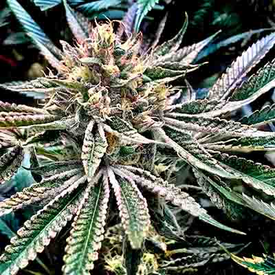 Gelatomo > Elev8 Seeds | Feminized Marijuana   |  Hybrid