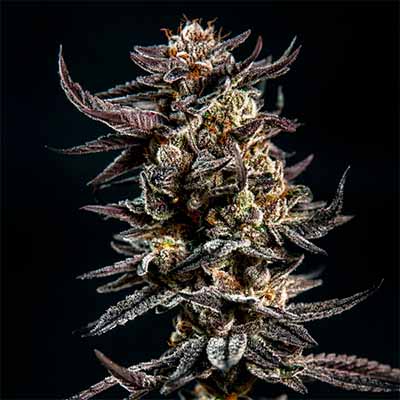 Gelatomo > Elev8 Seeds | Feminized Marijuana   |  Hybrid