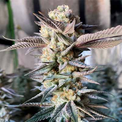 Gelatomo > Elev8 Seeds | Feminized Marijuana   |  Hybrid