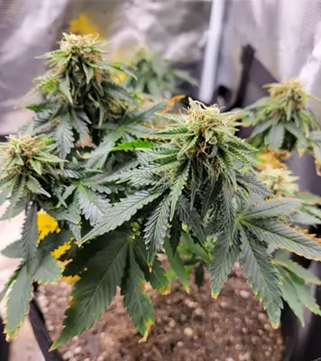 Auto Girl Scout Cookies > Nirvana | Autoflowering Hanfsamen  |  Hybrid