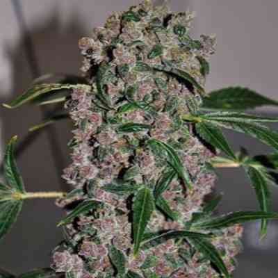 Girl Scout Cookies Xtrm Strain Bulldog Seeds Thc 15