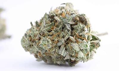 Giscotti > Elev8 Seeds | Feminized Marijuana   |  Indica