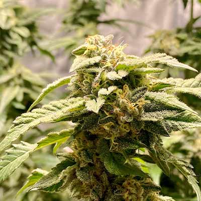 Giscotti > Elev8 Seeds | Feminisierte Hanfsamen  |  Indica