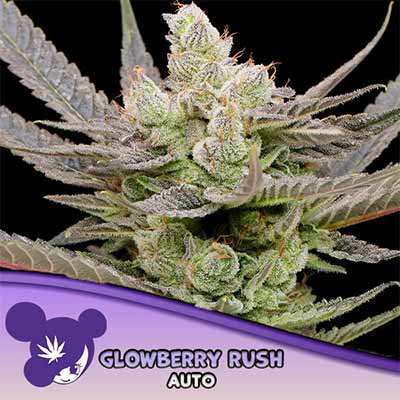 Glowberry Rush Auto > Anesia Seeds | Semillas de marihuana autoflorecientes  |  Índica