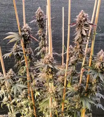 GMO Fast > Dutch Passion | Feminized Marijuana   |  Hybrid