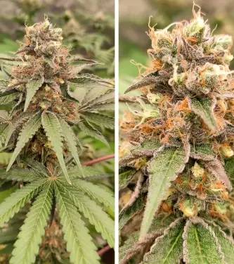 GMO Fast > Dutch Passion | Feminized Marijuana   |  Hybrid