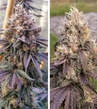 GMO Fast > Dutch Passion | Feminized Marijuana   |  Hybrid