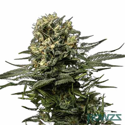 GMO x Runtz > Ripper Seeds | Graines Féminisées  |  Sativa