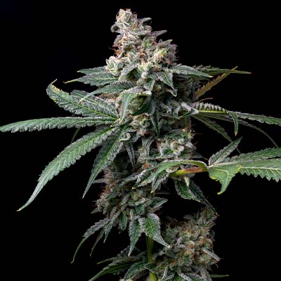 GMO X Hollywood > Cookies Seedbank | Semillas feminizadas  |  Híbrido