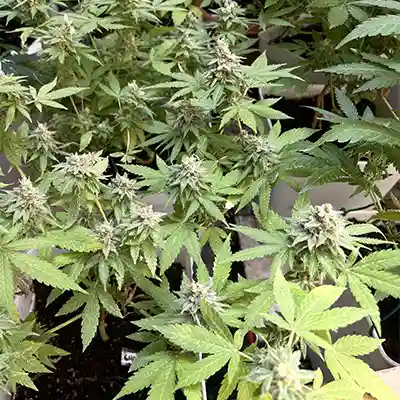 GMO x Zombie Kush > Ripper Seeds | Semillas feminizadas  |  Híbrido