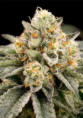 GMO x Zombie Kush > Ripper Seeds | Feminisierte Hanfsamen  |  Hybrid