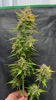 GOAT\'lato Auto > Royal Queen Seeds | Semillas autoflorecientes  |  Índica