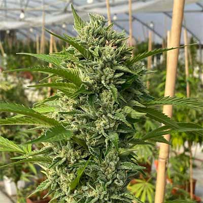 Goji Biker > Karma Genetics | Semillas feminizadas  |  Híbrido