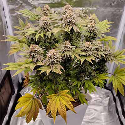 Gorilla Auto > Bulldog Seeds | Semillas de marihuana autoflorecientes  |  Híbrido